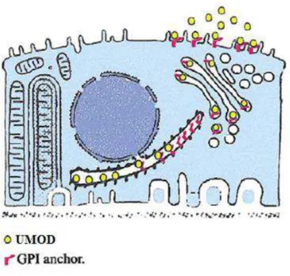Figura  4.  Diagrama  esquemático  da  biossíntese  e  encaminhamento  intracelular  de  uromodulina  GPI-ancorada  numa  célula  TAL
