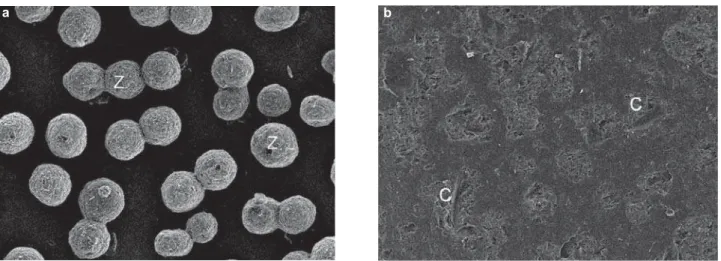 Figure 1 shows the base of ceramic brackets  with and without tribochemical silica coating