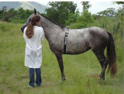 Figura  5.  Frequencímetro  Polar  Equine  ®  para  monitoramento  da  frequência  cardíaca  no  teste a campo 