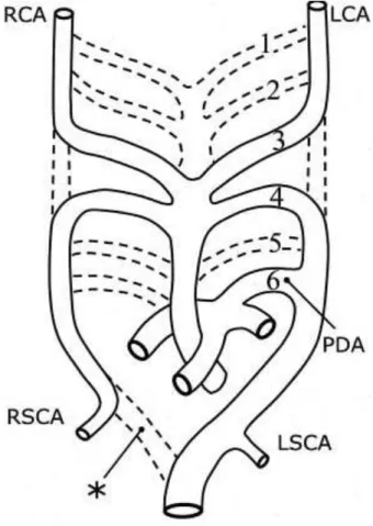 FIGURA 2 - Origem embriológica do canal arterial 
