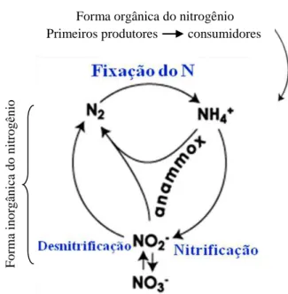 Figura 3.1 - Ciclo microbiológico do nitrogênio com os processos de nitrificação,  desnitrificação, fixação de nitrogênio e ANAMMOX 