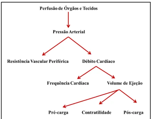 Figura 1. Relação de parâmetros cardiovasculares que interferem na pressão arterial e consequentemente  na perfusão sanguínea de órgãos e tecidos (Love e Harvey, 2006)