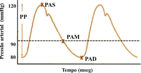 Figura 3. Curva de Onda de Pulso (adaptado de Egner, Carr e Brown, 2007). 