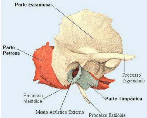 FIGURA 1  – Desenho esquemático do osso temporal e suas partes, em vista lateal 