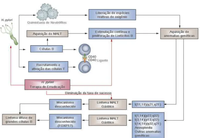 FIGURA 1 - Modelo da patogênese do linfoma MALT gástrico 