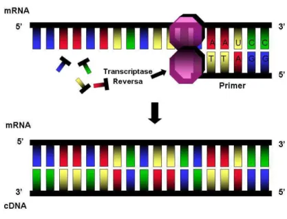 FIGURA 8 - Esquema representativo da transcrição reversa   e síntese do cDNA a partir do molde de RNA 
