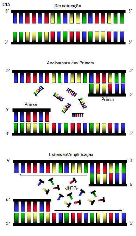 FIGURA 10 - Esquema representativo dos demais ciclos da PCR 