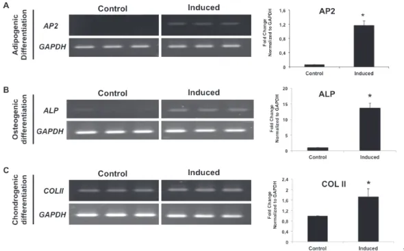 Figure 6- Expression analyses of three markers of mesenchymal stem cells from minipig BR-1 differentiated to: adipocytes  (AP2), osteoblasts (ALP) and chondroblasts (COLII)