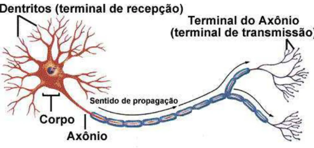 Figura 1. Componentes de um neurônio biológico (BRAGA, 2009). 