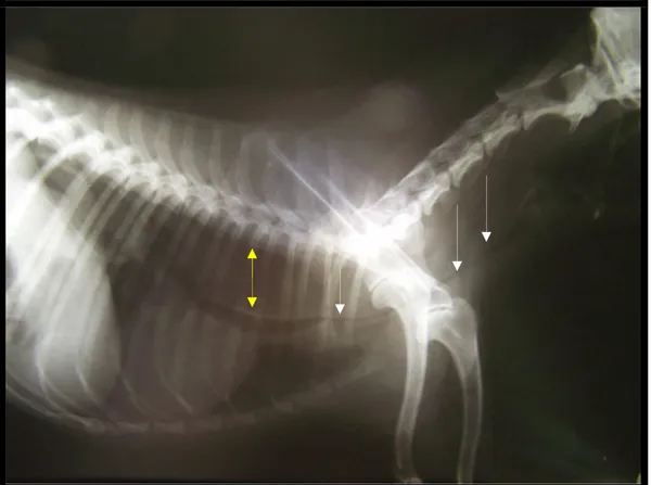 FIGURA 3 – Radiografia latero-lateral de cão da raça Poodle com colapso traqueal obtida durante  grave  crise  de  dispnéia