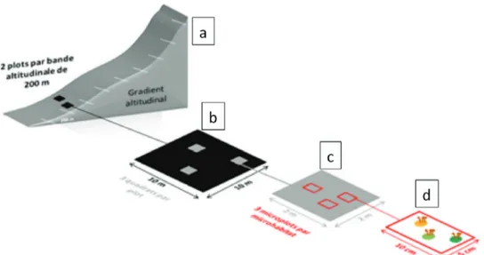 Fig. 2.  Representation of the sampling BRYOLAT methodology. (a – transect on the island; at 200 m elevation  steps, two plots (black squares, 10 m x 10 m) are placed within 10 to 15 m of each other; b – each plot is divided  into 25 quadrats (grey squares