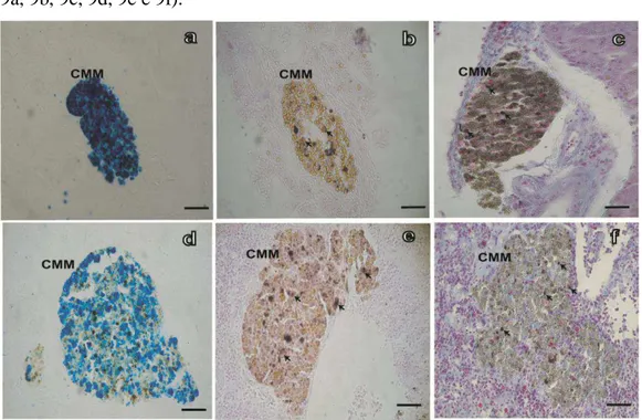 Figura 9. Micrografias de luz de fígado (a, b e c) e baço (d, e e f), coradas por diferentes  técnicas histoquímicas