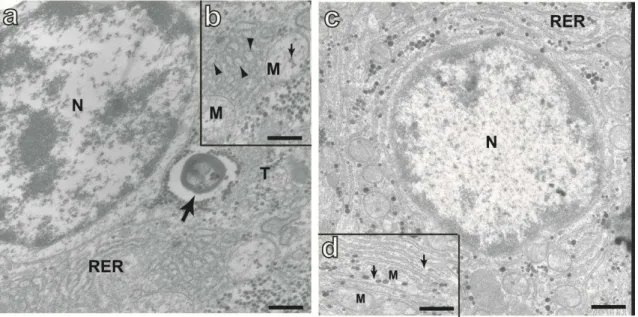 Figura  14.  Eletromicrografias  de  hepatócitos  de  P.  argenteus.  Em  a  hepatócito  de  animal  coletado  em  JB