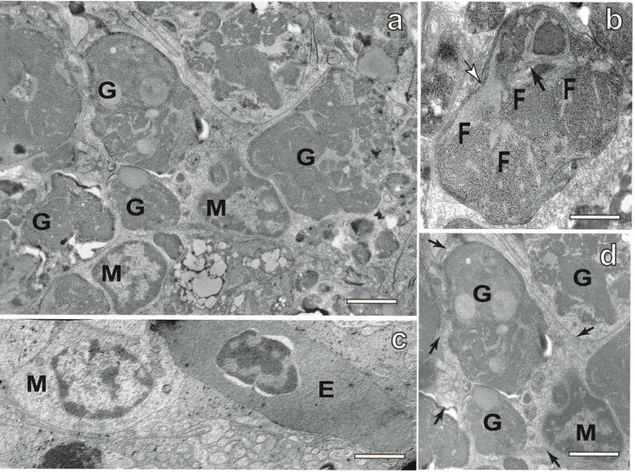 Figura  15.  Eletromicrografias  de  CMMs  do  fígado.  Em  a  observe  núcleos  de  macrófagos (M) e vários grânulos elétron-densos intracitoplasmáticos (G)