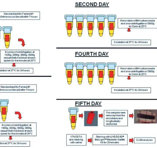 Figure 1- Flowchart of the group C contamination protocoladjustment of the E. faecalis culture to McFarland standard No