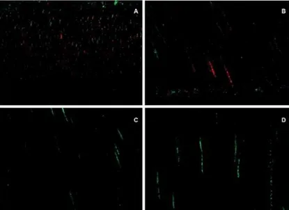 Figure 2- Confocal laser scanning microscopy (CLSM) images following contamination with E