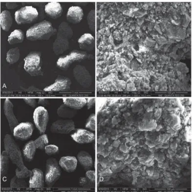 Figure 2- Scanning Electron Microscopy (SEM) micrographs. A: Carbonated hydroxyapatite (CHA) spheres; B: CHA  spheres surface, both without thermal treatment; C: Hydroxyapatite (HA) spheres, and D: HA spheres surface