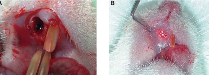 Figure 3- Surgical procedures for biomaterials implantation: A: The maxillary right incisor was extracted, and B: The socket  ZDV¿OOHGZLWKVSKHUHVRIELRPDWHULDOVDFFRUGLQJWRWKHH[SHULPHQWDOJURXS