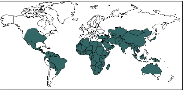 Figura 5  – Zonas endêmicas de amebíase no mundo (em verde).  Fonte: http://www.muskadia.com/sante/cartes/amibiases_map.htm 