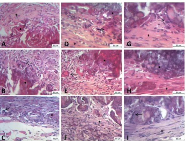 Figure 1- Week one subcutaneous tissue response of the evaluated intracanal dressings (7 days)