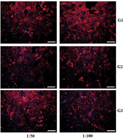 Figure 6- Morphologies of rat dental pulp stem cells cultured in dilutions of cement extract (G1-G3) by CLSM (stains of     #  $&#34;%  &amp;'$