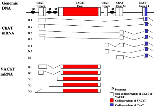 Figura 2: Desenho representativo do loco gênico colinérgico de  camundongo: O esquema resume a transcrição e o processamento alternativo dos 
