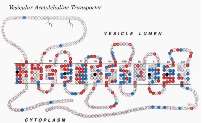 Figura 3: Topologia e a seqüência de aminoácidos do transportador vesicular de 