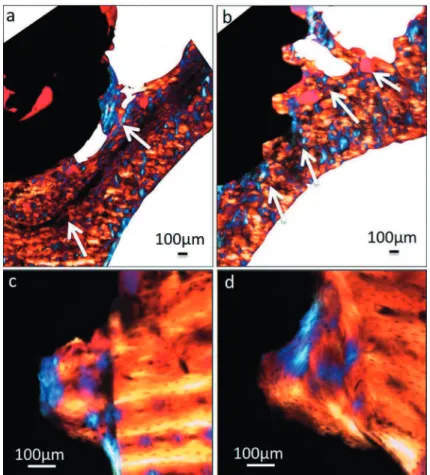 Figure 5- Polarized light micrographs of implant sections at the 28 day period. Apical region in Group 1 (a) and Group 2 (b)  (original magniication 4X); cervical region in Group 1 (c) and Group 2 (d) (original magniication 20X)