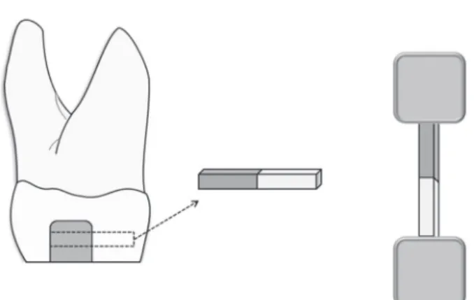 Figure 2- Schematic representation of beams preparation