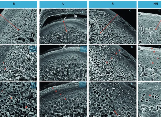 Table 1- Mean (±SD) cell numbers of chondroblastic layer, cartilage area and cell density of mandible condylar process  cartilage (CP) of Wistar rats