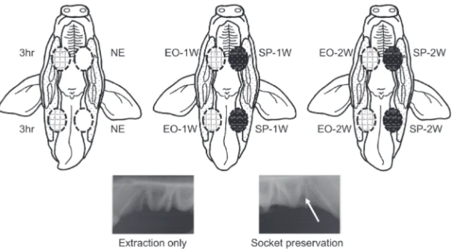 Figure 1- Overview of the animal experiment presented with a schematic drawing of swine oral cavity