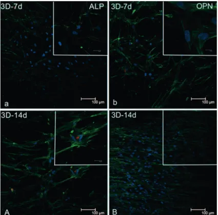 Figure 4- hPDLF cells grown on three-dimensional surface (3D) at 7 days (a and b) and 14 days (A and B)