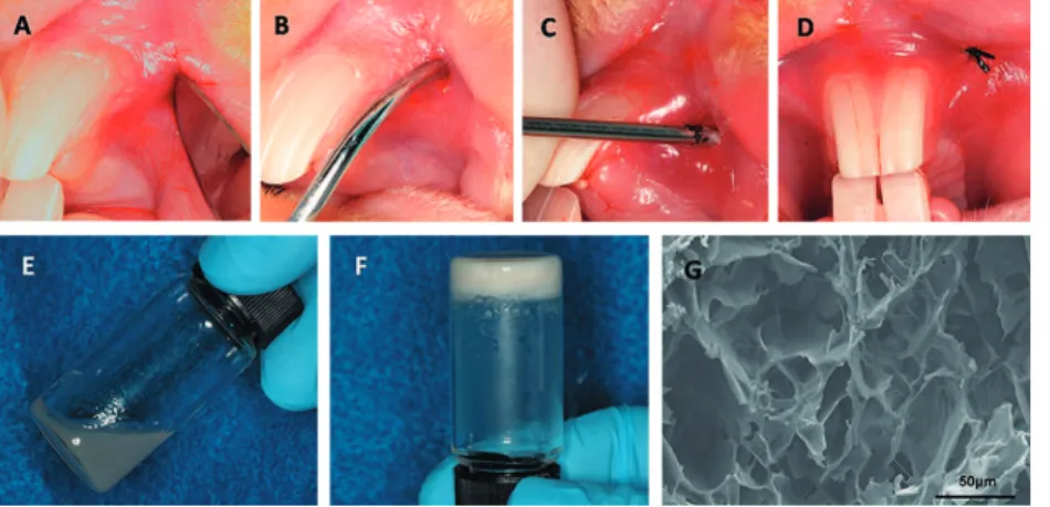 Figure 1- The subperiosteal tunnelling technique, sol-gel transformation and microstructure of the thermo-sensitive alginate  hydrogel (TSAH)
