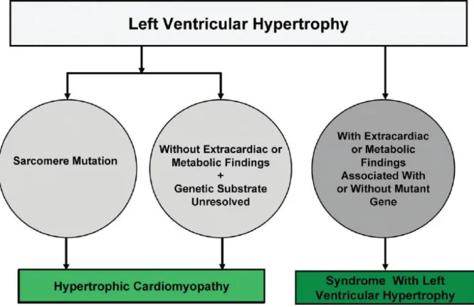 Figura 1. Diagnóstico diferencial entre Cardiomiopatia  Hipertrófica e outras doenças com hipertrofia  ventricular esquerda [1] .