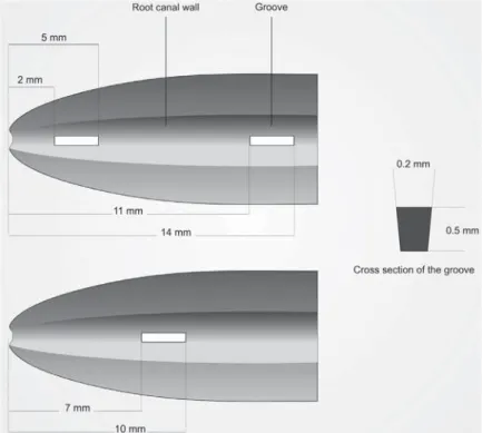 Figure 1- A schematic representation of the location and size of the longitudinal grooves