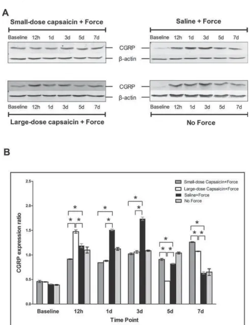Figure 4- CGRP expressions in trigeminal subnucleus caudalis (Vc) following experimental tooth movement detected by  western blotting