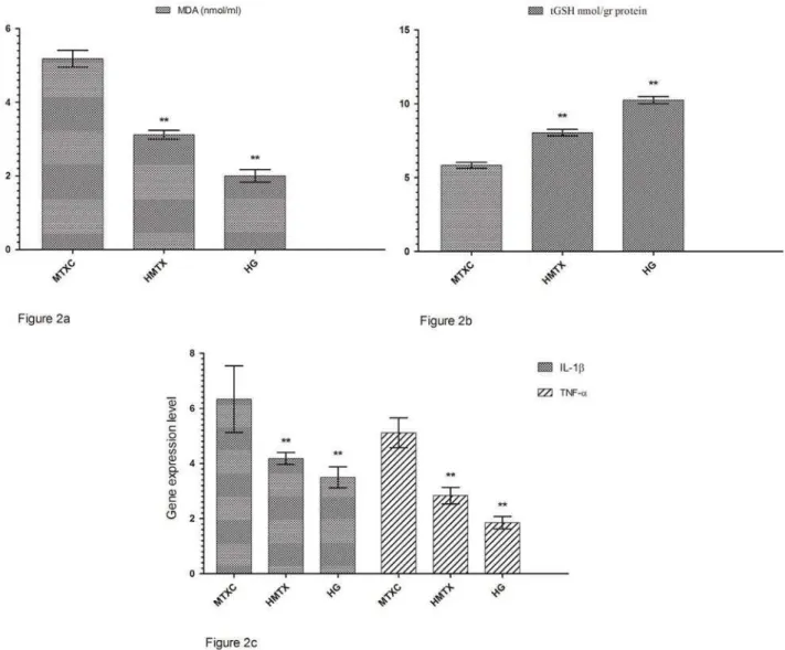 Figure 1a shows that the amounts of MDA  were determined as 4.71±0.66, 2.61±0.34, and  1.61±0.30  μmol/gr protein, and the amounts of  tGSH were found as 5.55±0.90, 7.65±0.32, and  8.26±0.51 nmol/gr protein in the cheek mucosal  tissues of MTXC, HMTX, and 