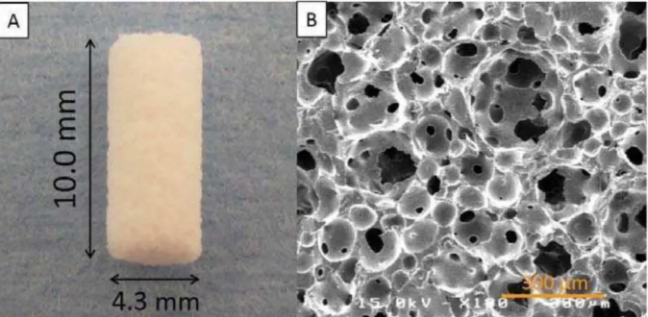 Figure 1- IP-CHA structure. (A) Photograph of prepared block-type IP-CHA cylinder; (B) A scanning electron microscope  image of the IP-CHA surface