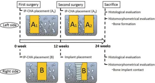 Figure 3- Right femur image. (A) IP-CHA placement into a bone socket in the right femur; (B) The implant was placed in the  grafted IP-CHA, with half of the implant contacting the IP-CHA surface