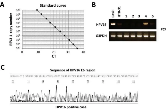 Figure 1- Detection of HPV16 by PCR. (A) Standard curve indicating CT value vs. ERV3-1 copy number