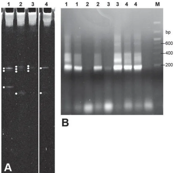 Figure 2- DGGE gel of DNA samples extracted from four (1-4) root dentine blocks (A) and agarose gel (B) showing PCR  products derived from two selected DGGE gel bands from each sample (1-4)