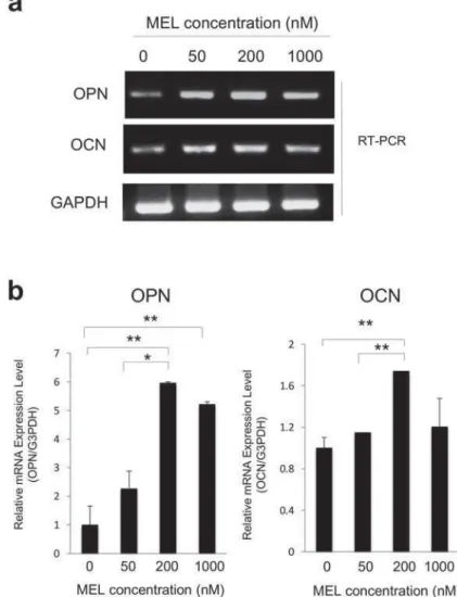Figure 2- mRNA expressions of osteopontin (OPN) and osteocalcin (OCN) of MC3T3-E1 cells at different concentrations  of melatonin (MEL)