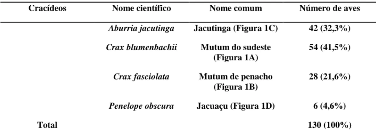 Figura  1.  A.  Macho  de  mutum  do  sudeste  (C.  blumenbachii);  B.  Macho  de  mutum  de  penacho (C