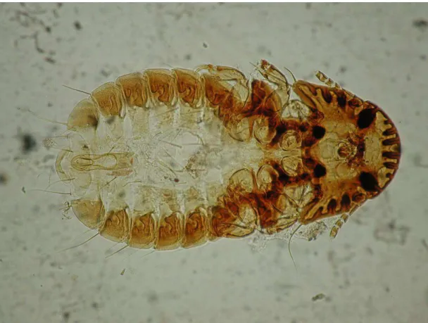 Figura 12. Fêmea de Heptapsogaster latithorax oriunda de perdiz (R. rufescens) (100X).