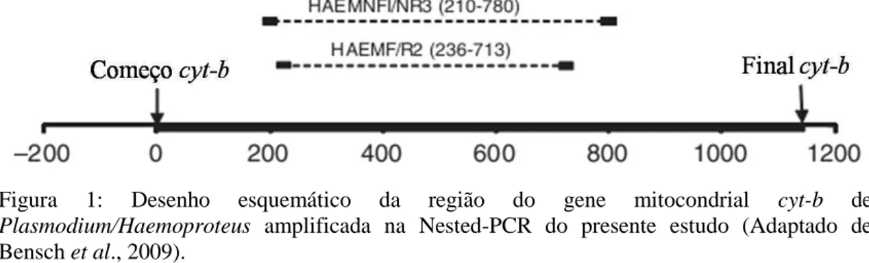 Figura  1:  Desenho  esquemático  da  região  do  gene  mitocondrial  cyt-b  de  Plasmodium/Haemoproteus  amplificada  na  Nested-PCR  do  presente  estudo  (Adaptado  de  Bensch et al., 2009)