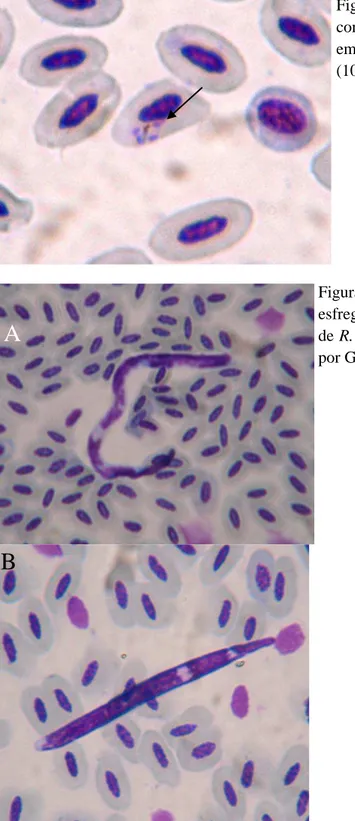 Figura 5: Microfilárias evidenciadas em  esfregaços sanguíneos  de R. toco  (A) e  de R