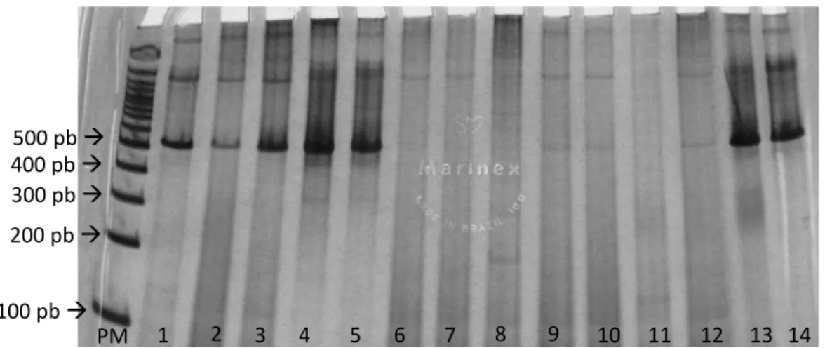 Figura  6:  Gel  de  Poliacrilamida  6%  evidenciando  a  amplificação  de  515  pb  do  gene  mitocondrial cyt-b de Plasmodium/Haemoproteus pela técnica de PCR
