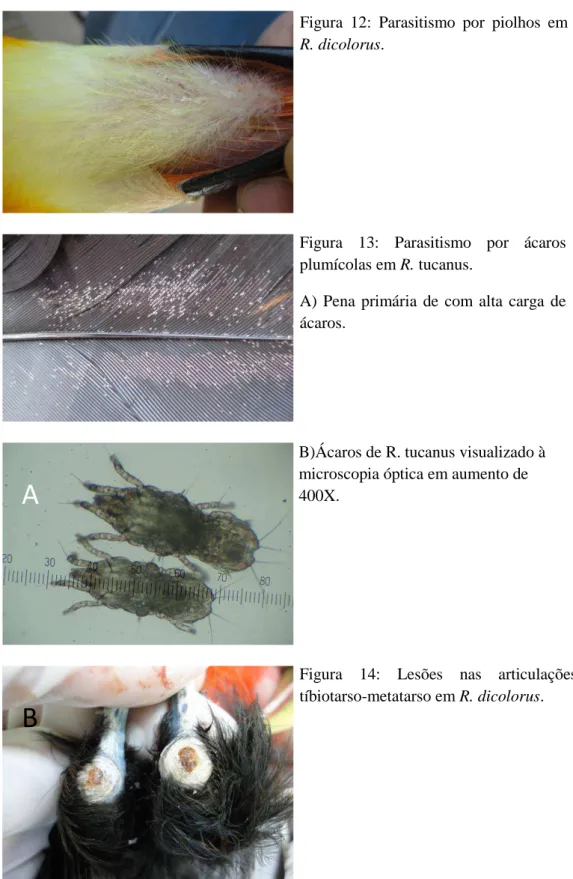 Figura  14:  Lesões  nas  articulações  tíbiotarso-metatarso em R. dicolorus.  Figura  12:  Parasitismo  por  piolhos  em R