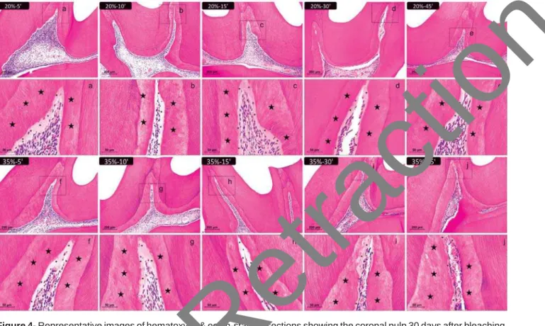 Figure 4- Representative images of hematoxylin &amp; eosin-stained sections showing the coronal pulp 30 days after bleaching