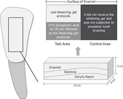 Figure 3- Division of the specimen, demonstrating the test (with and without acid conditioning) and control area